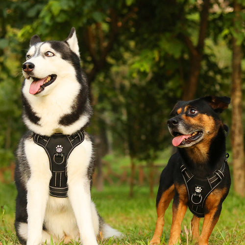 LumiPaws – Arnés LED Ergonómico