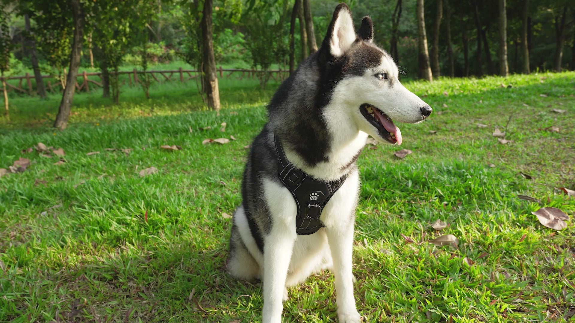 LumiPaws – Arnés LED Ergonómico